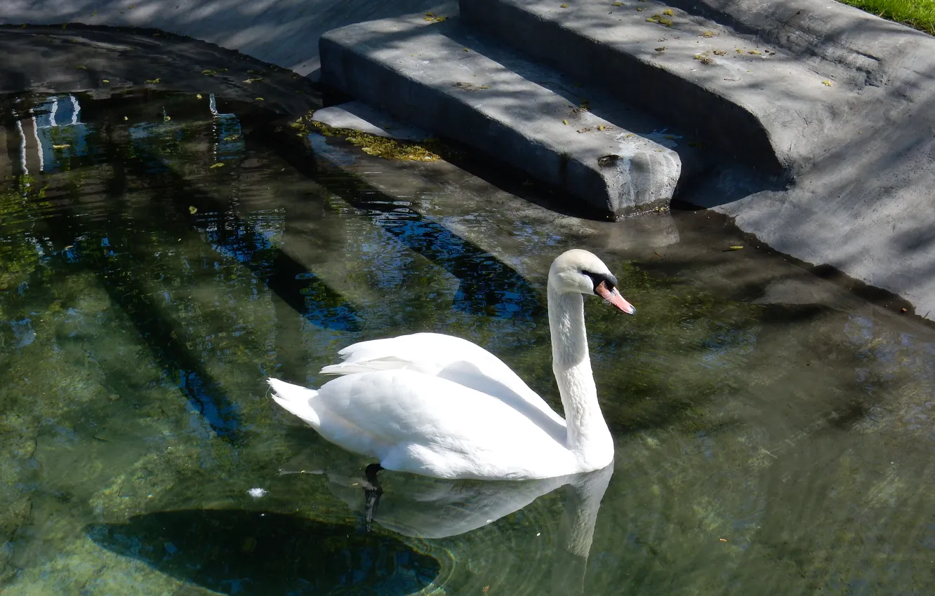 Фото обои животные, белый, пруд, widescreen, wallpaper, лебедь, широкоформатные, background