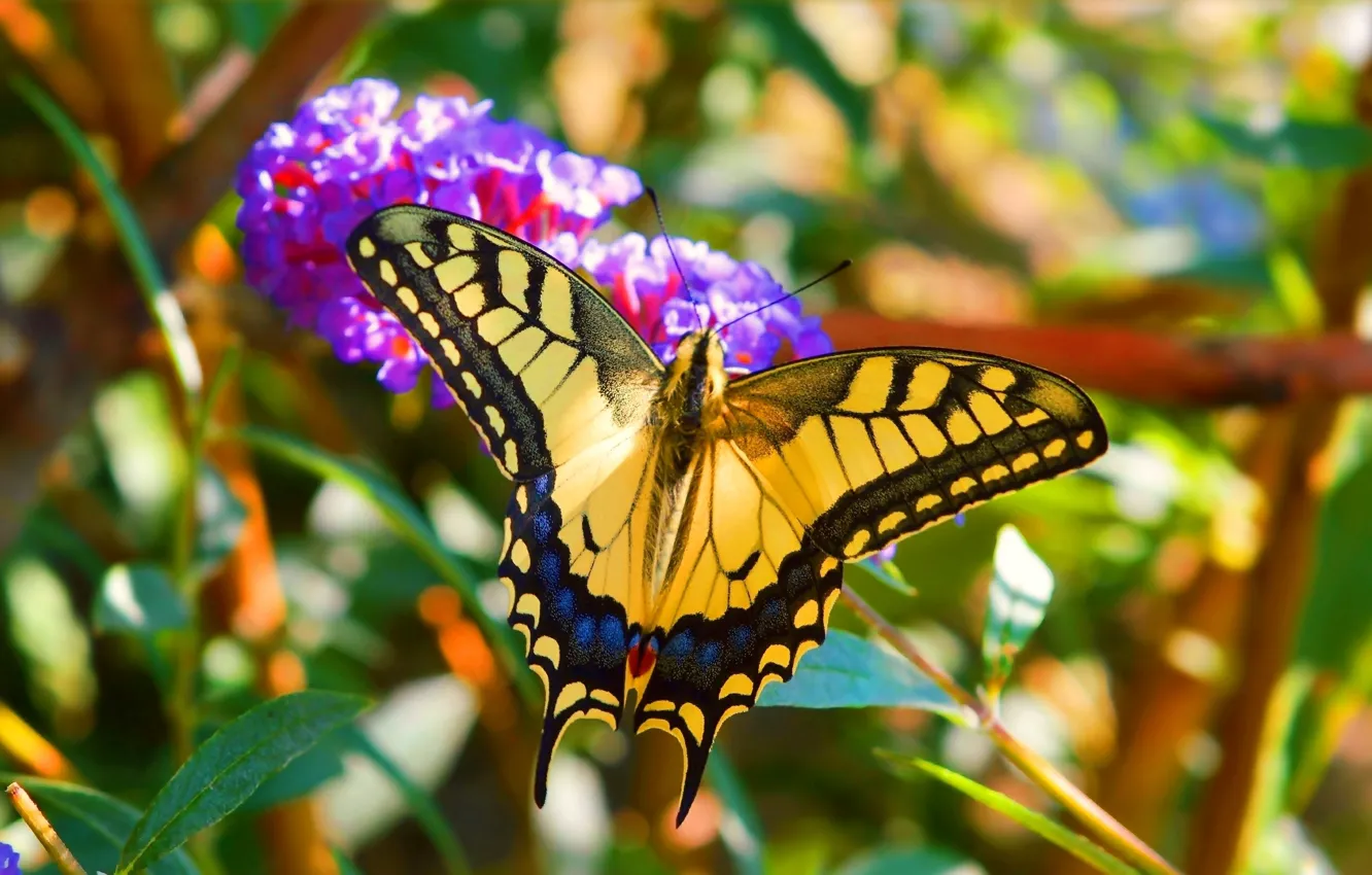 Фото обои Макро, Цветы, Бабочка, Flowers, Macro, Butterfly