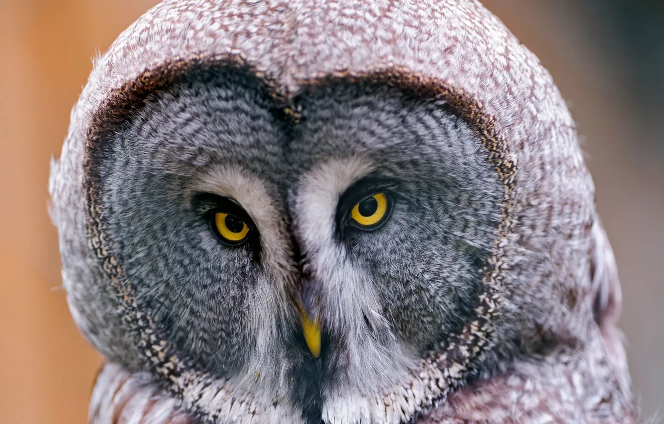Фото обои сова, Lapland Owl, бородатая неясыть, Great Grey Owl