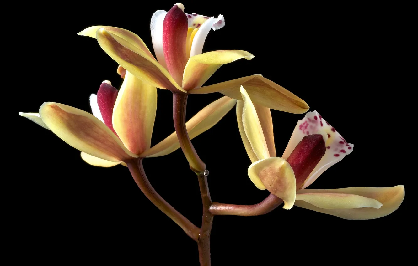 Фото обои цветы, фон, лепестки, орхидея