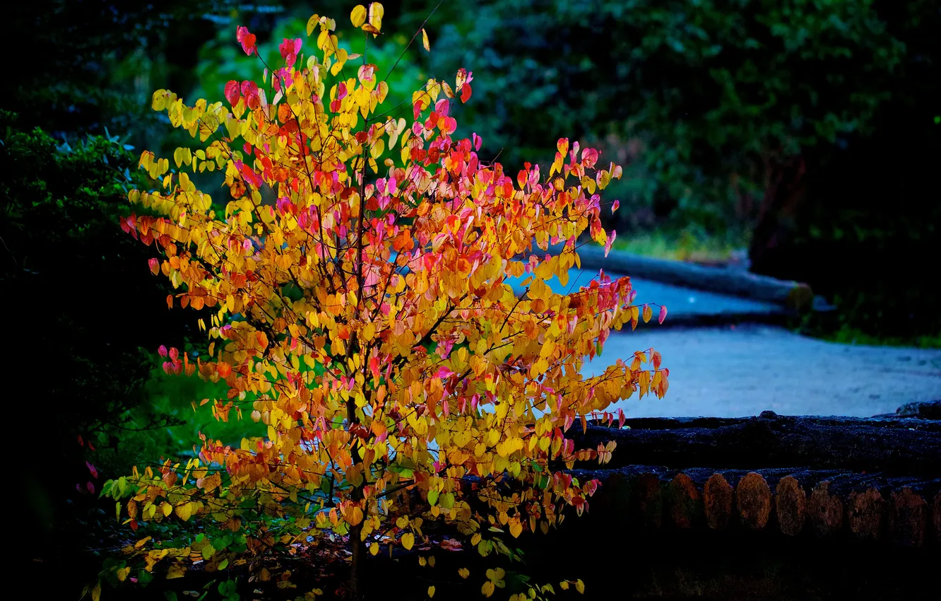 Фото обои осень, листья, деревья, река