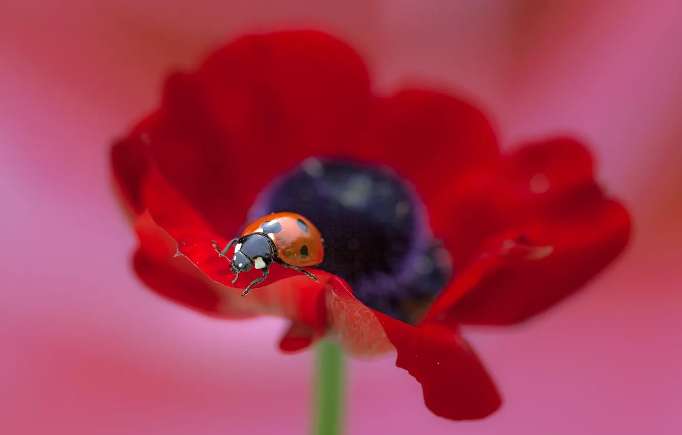 Фото обои цветок, макро, мак, божья коровка, flower, macro, poppy, ladybug