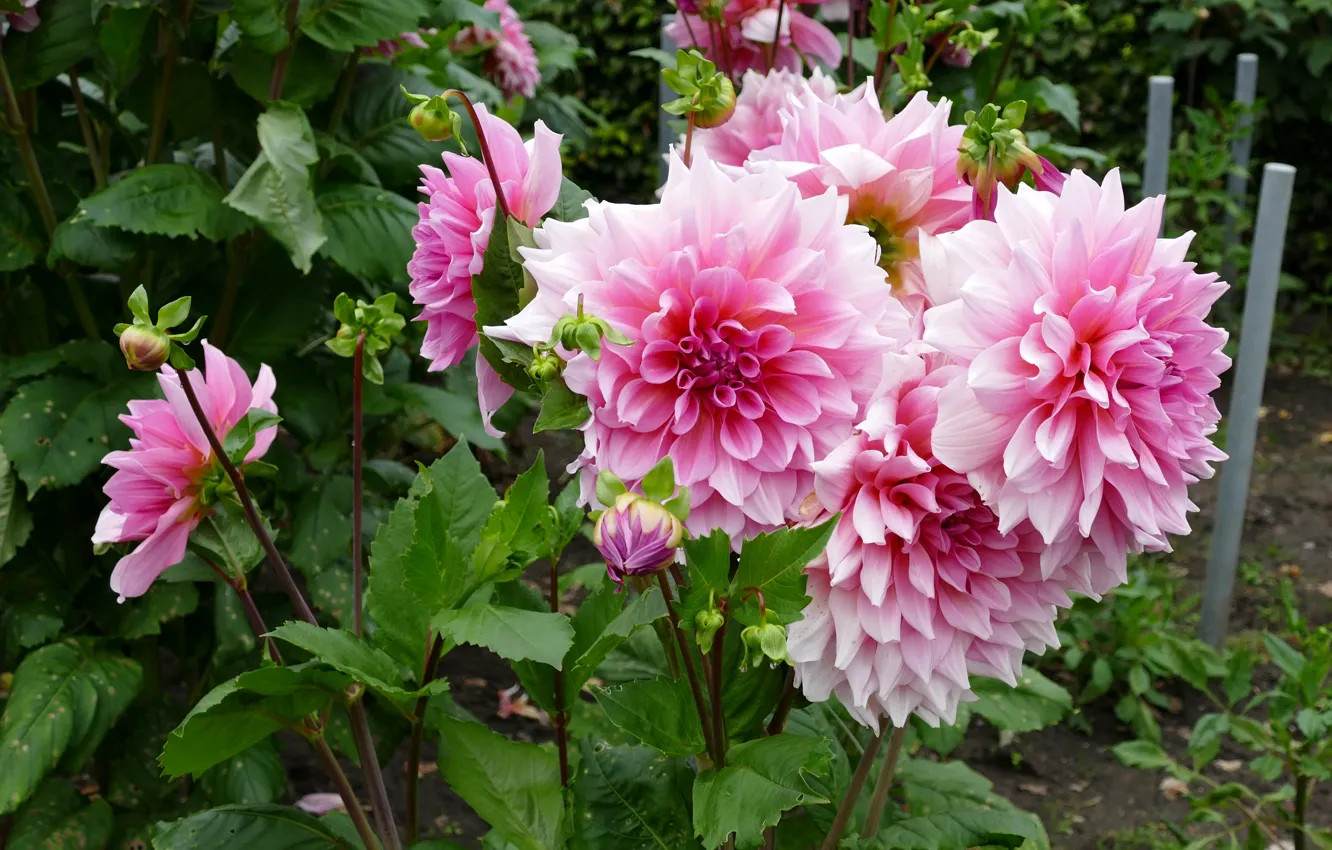Фото обои розовые, pink, color, георгины, Dahlias