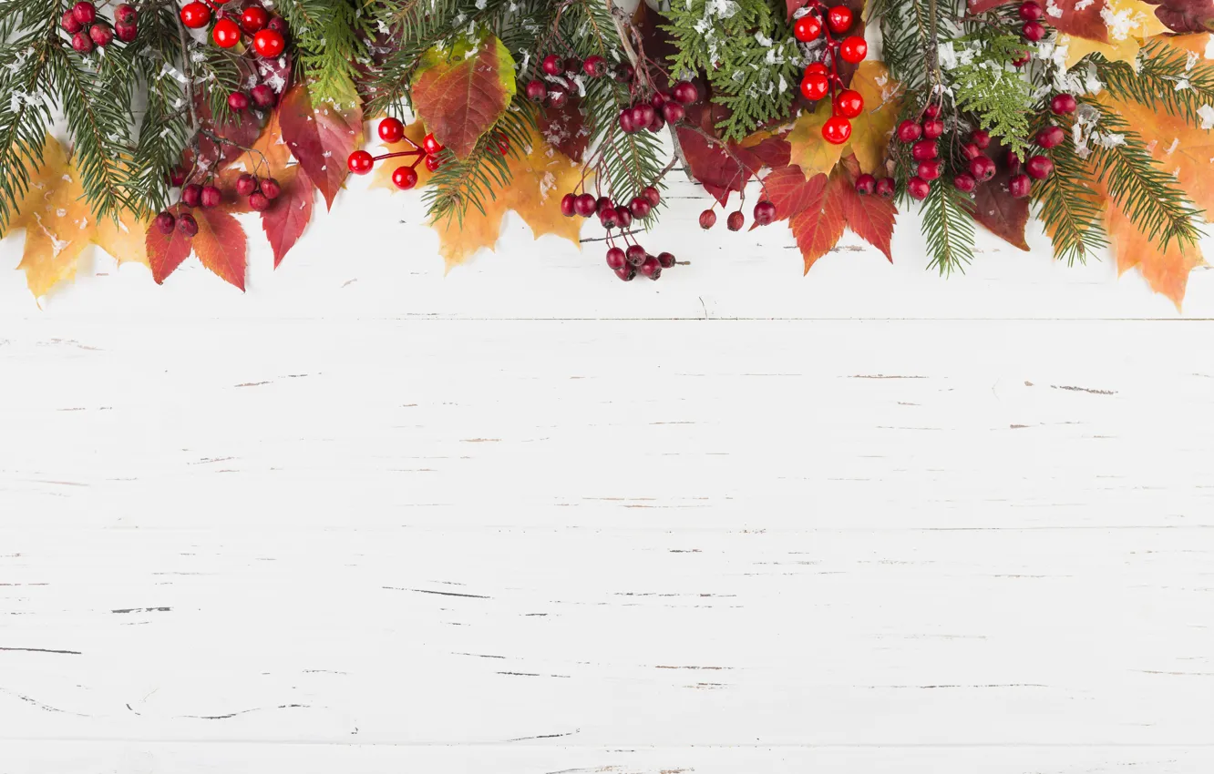 Фото обои зима, листья, снег, ягоды, фон, colorful, клен, wood