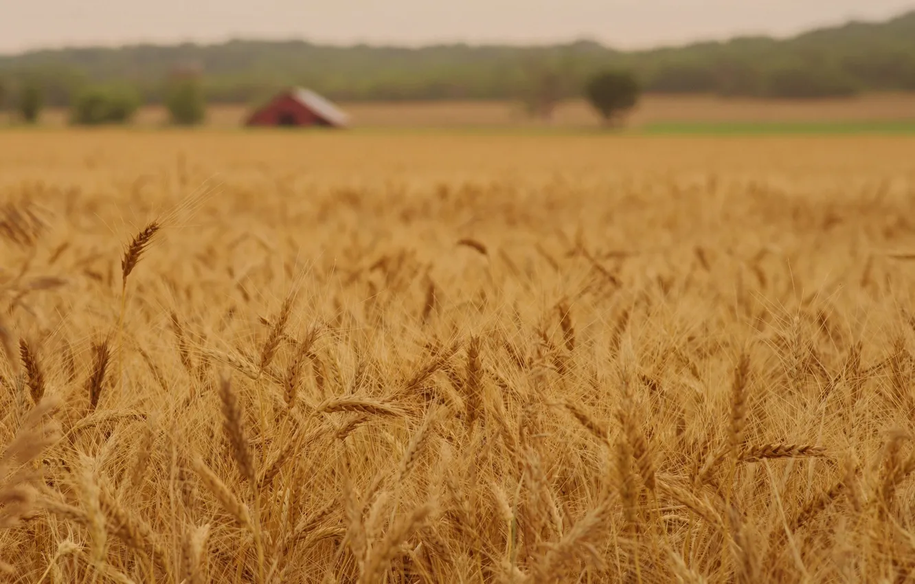 Фото обои пшеница, поле, макро, природа, фон, widescreen, обои, рожь