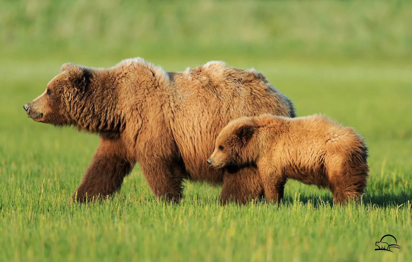 Фото обои трава, медведи, мишки, медведица