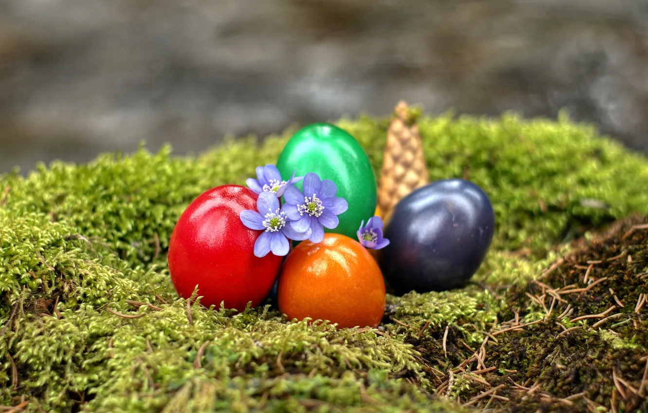 Фото обои цветы, мох, яйца, пасха, шишка
