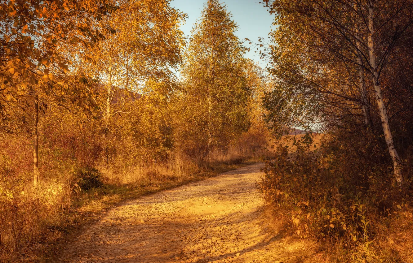 Фото обои дорога, осень, природа, туман