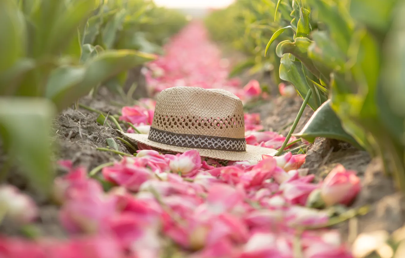 Фото обои поле, листья, цветы, природа, настроение, весна, шляпа, лепестки