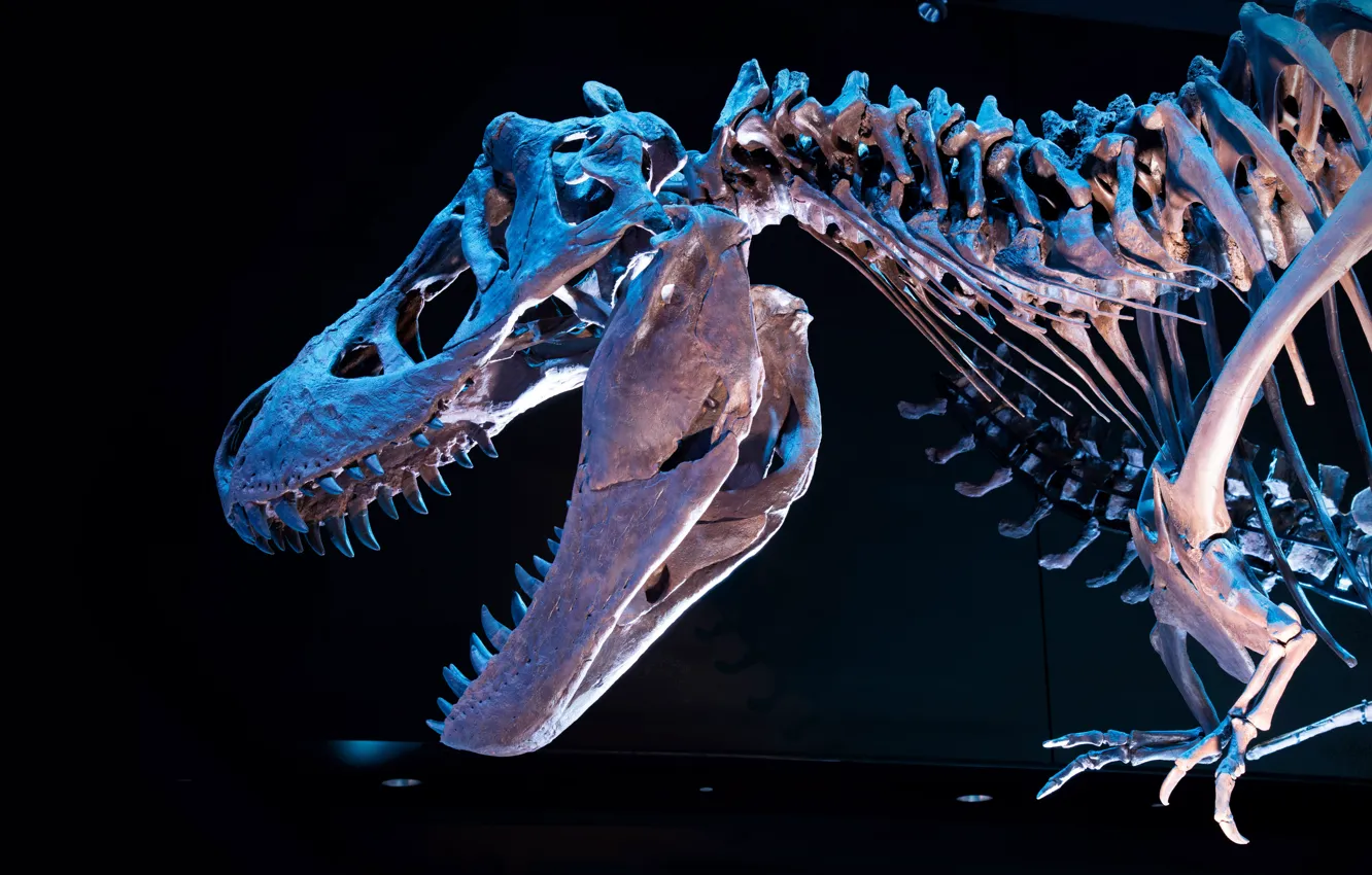 Фото обои динозавр, скелет, музей, Tyrannosaurus rex, Тираннозавр рекс