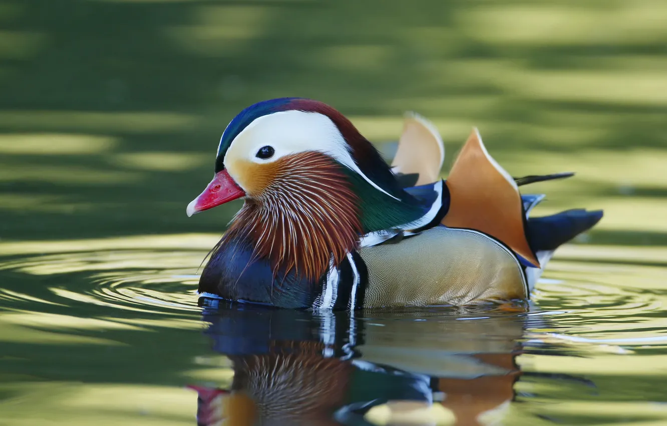 Фото обои вода, краски, перья, клюв, утка, мандаринка