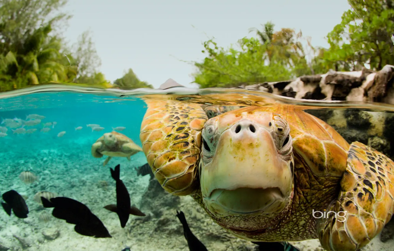 Фото обои Бора-Бора, Французская Полинезия, зелёная черепаха
