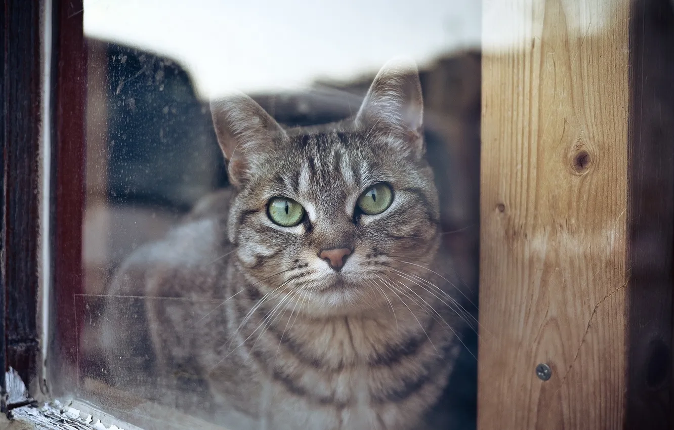 Фото обои кошка, стекло, окно, glass, cat, window