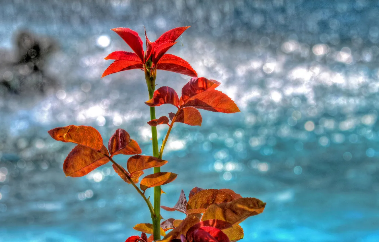 Фото обои осень, листья, вода, отражение, блеск, растение