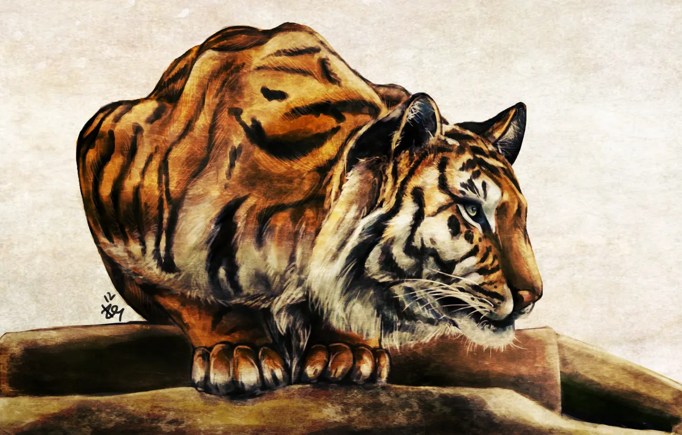 Фото обои усы, тигр, животное, хищник, лапы, арт, окрас, уши