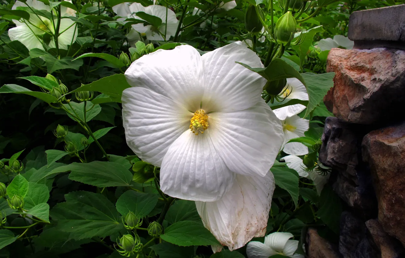 Фото обои Макро, Macro, White flower, Белый цветок