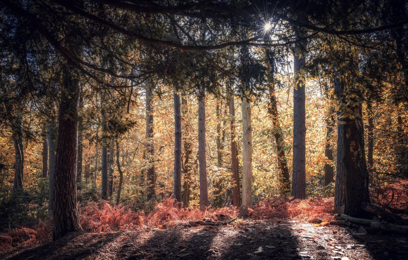 Фото обои осень, лес, природа