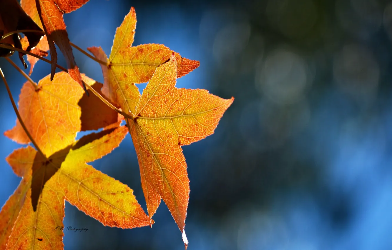 Фото обои листья, синий, блики, фон, желтые, кленовые, осенние