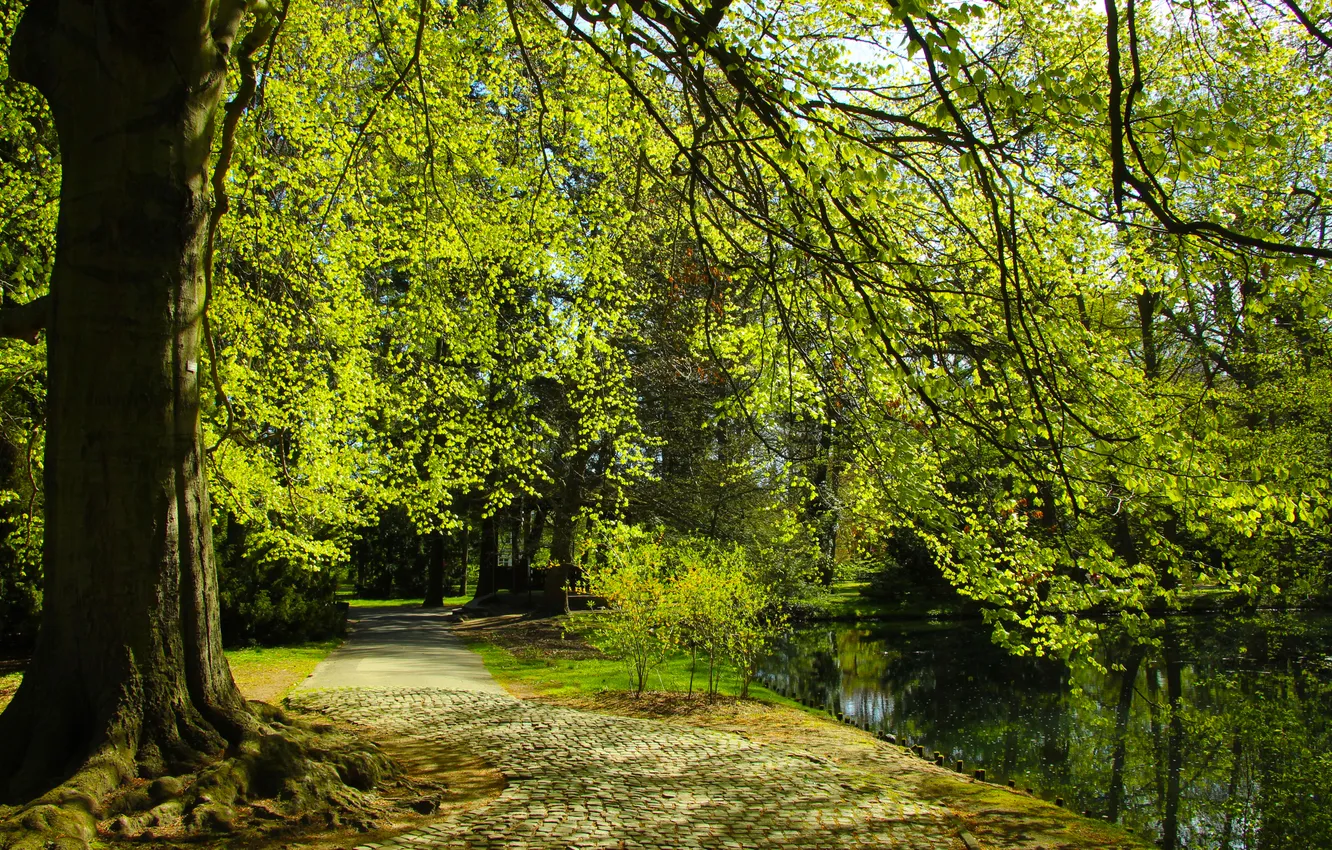 Фото обои trees, park, alley
