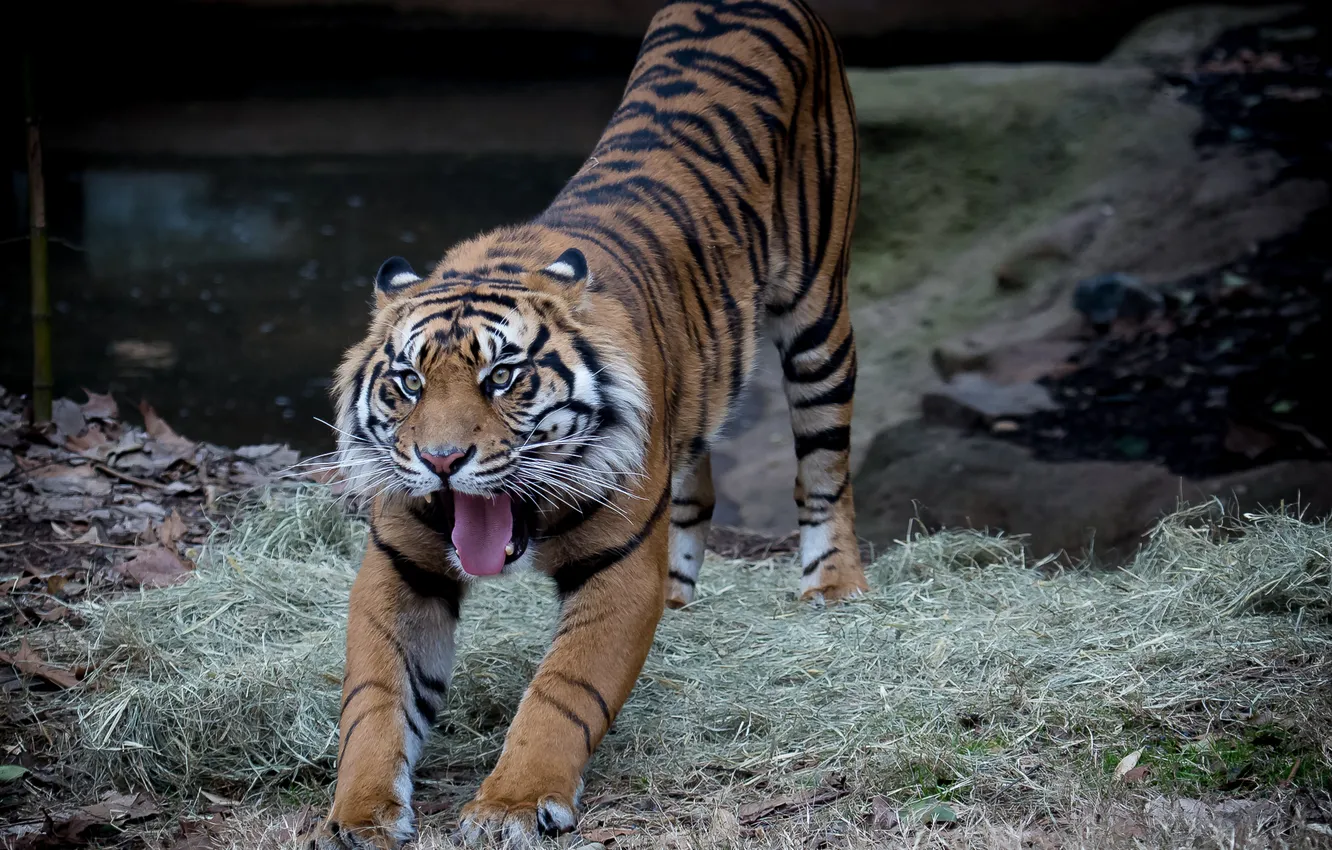 Фото обои язык, кошка, тигр, пасть, суматранский