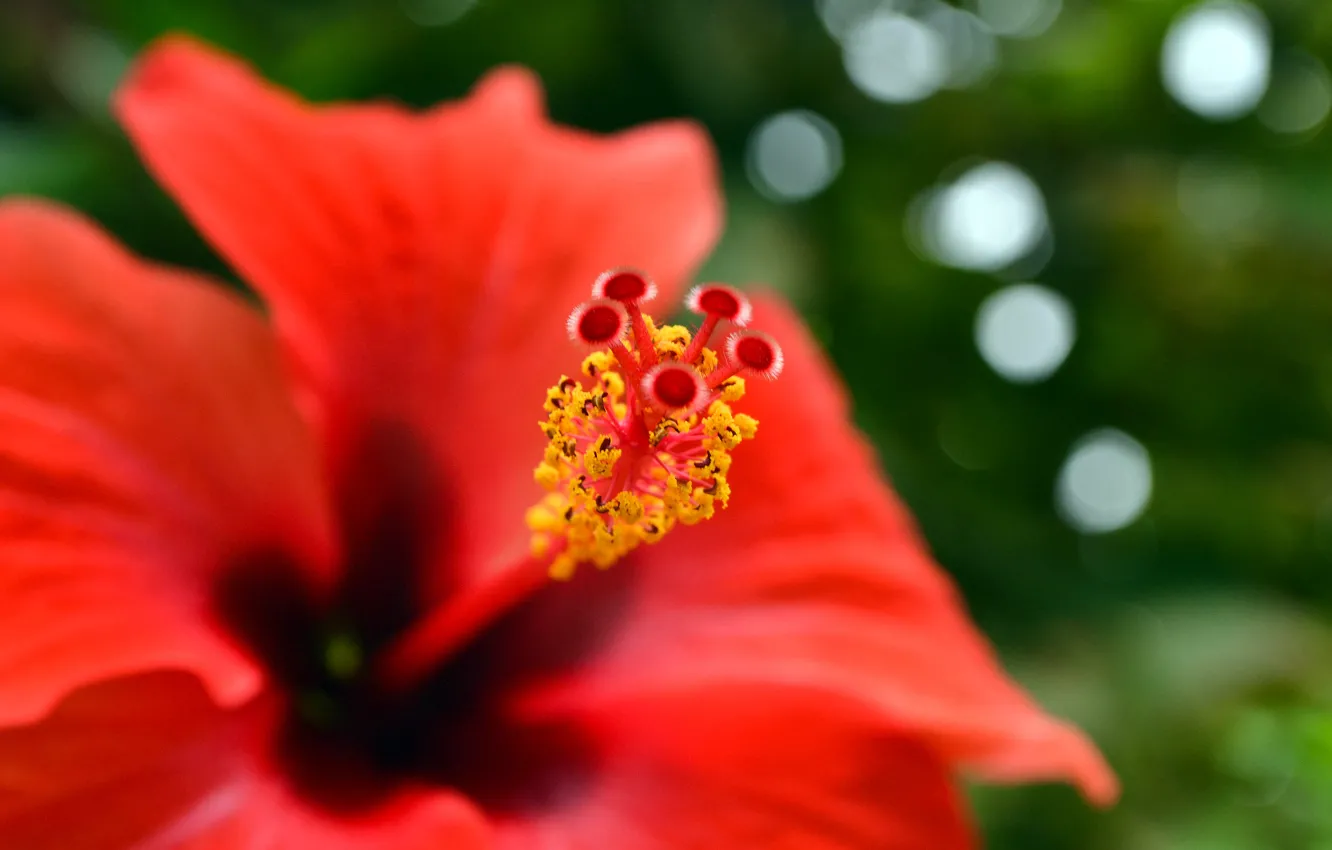 Фото обои цветок, красный, природа, Ph. D.M.