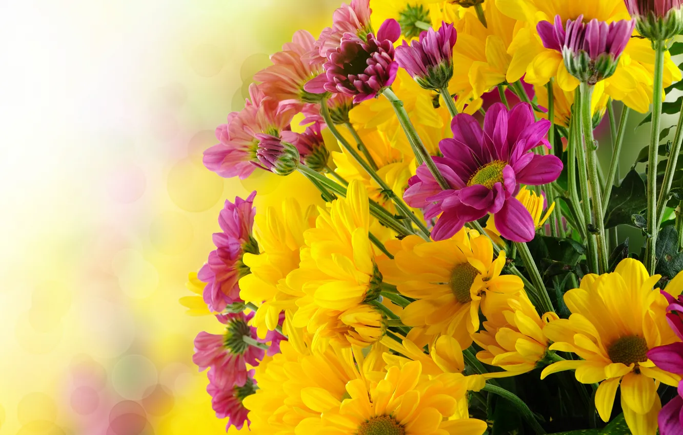 Фото обои цветы, букет, хризантемы, flowers, bouquet, chrysanthemums