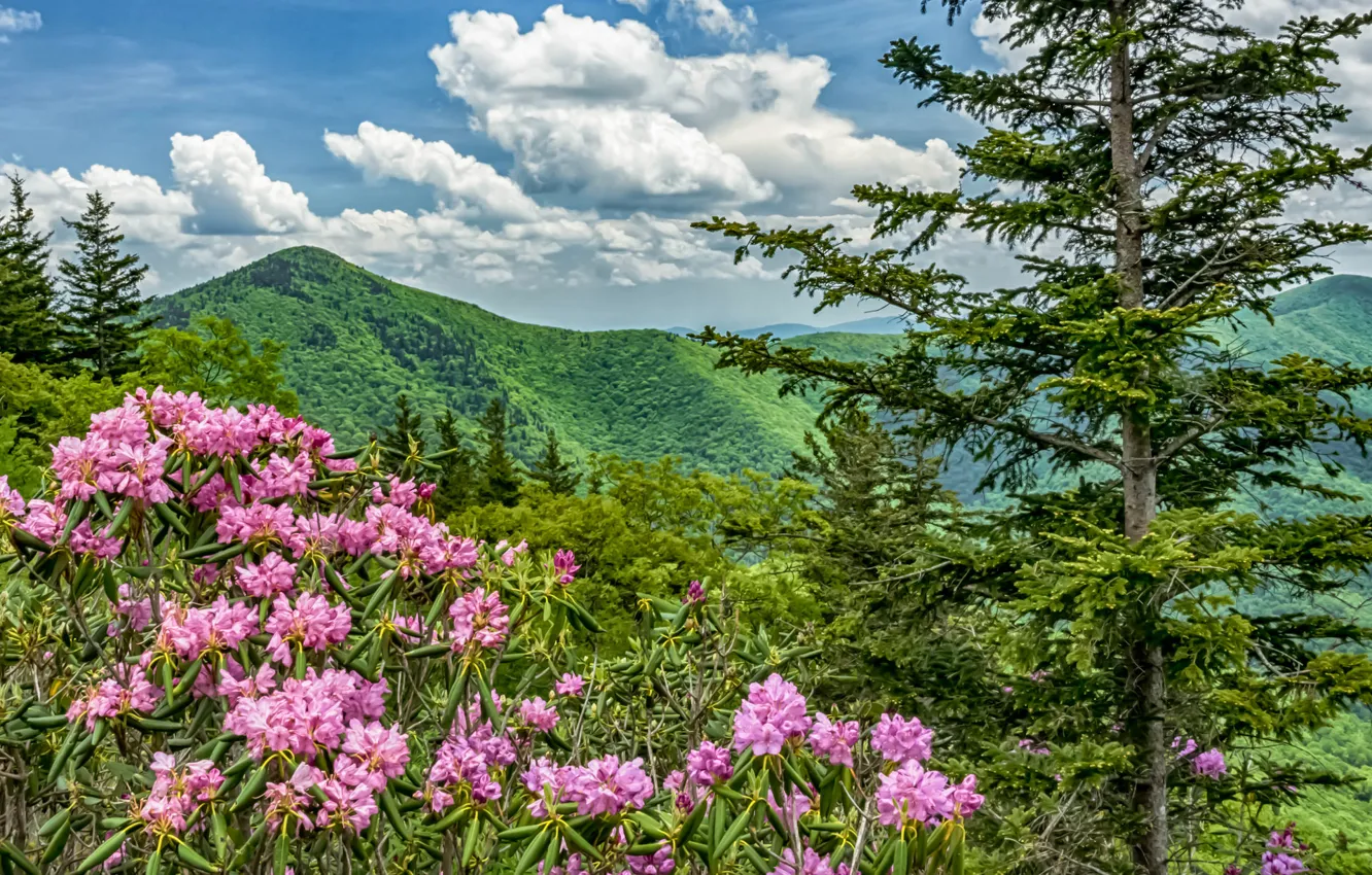 Фото обои цветы, горы, США, Северная Каролина, Blue Ridge Parkway, рододендроны