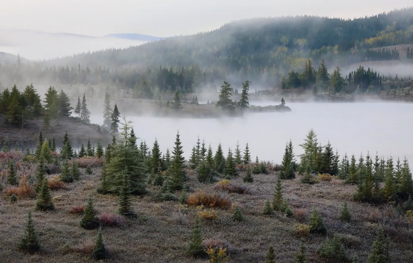 Фото обои осень, туман, ёлки