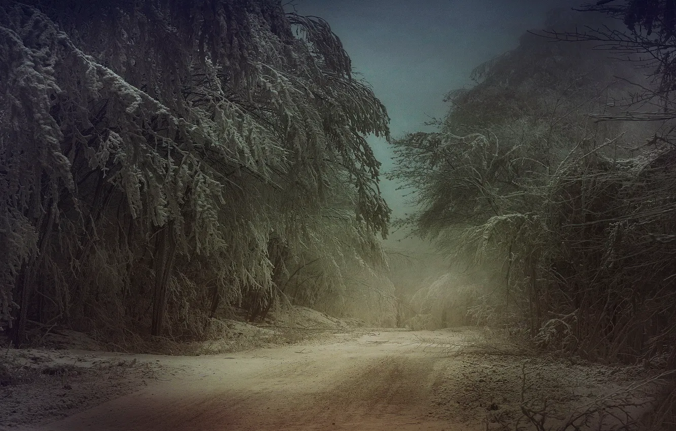 Фото обои холод, зима, иней, дорога, лес, снег, деревья