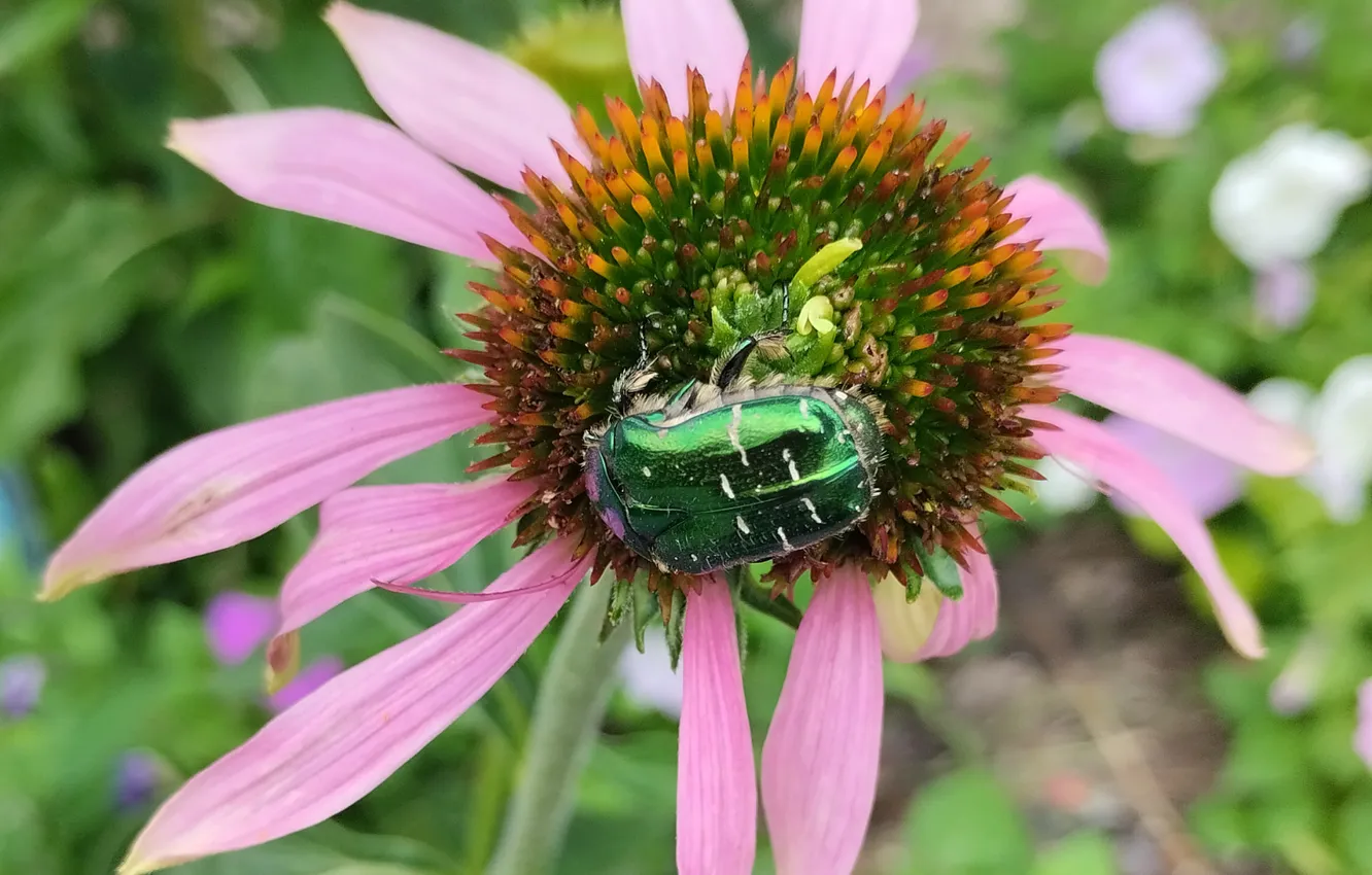 Фото обои лето, жук, эхинацея