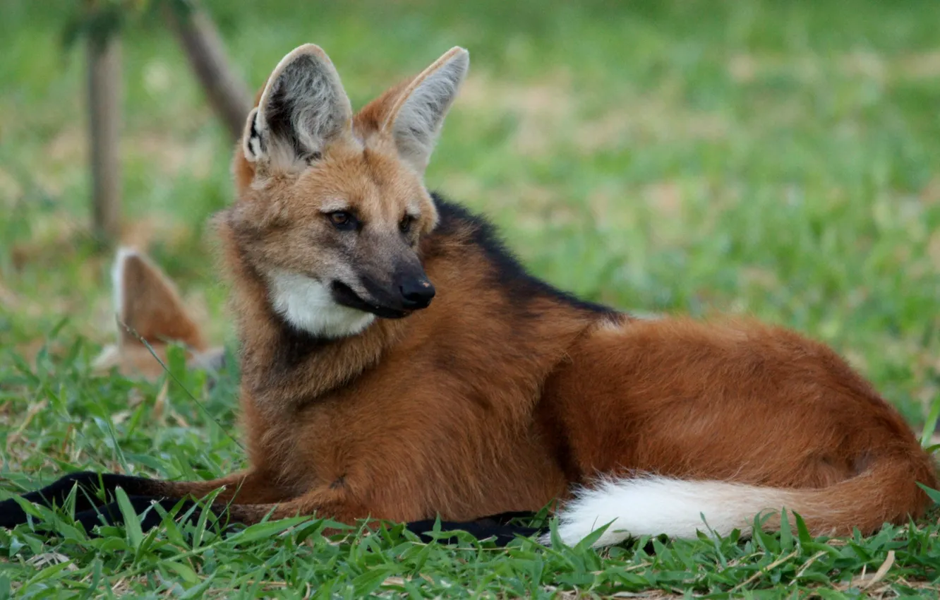 Фото обои fox, animal, wildlife, maned wolf