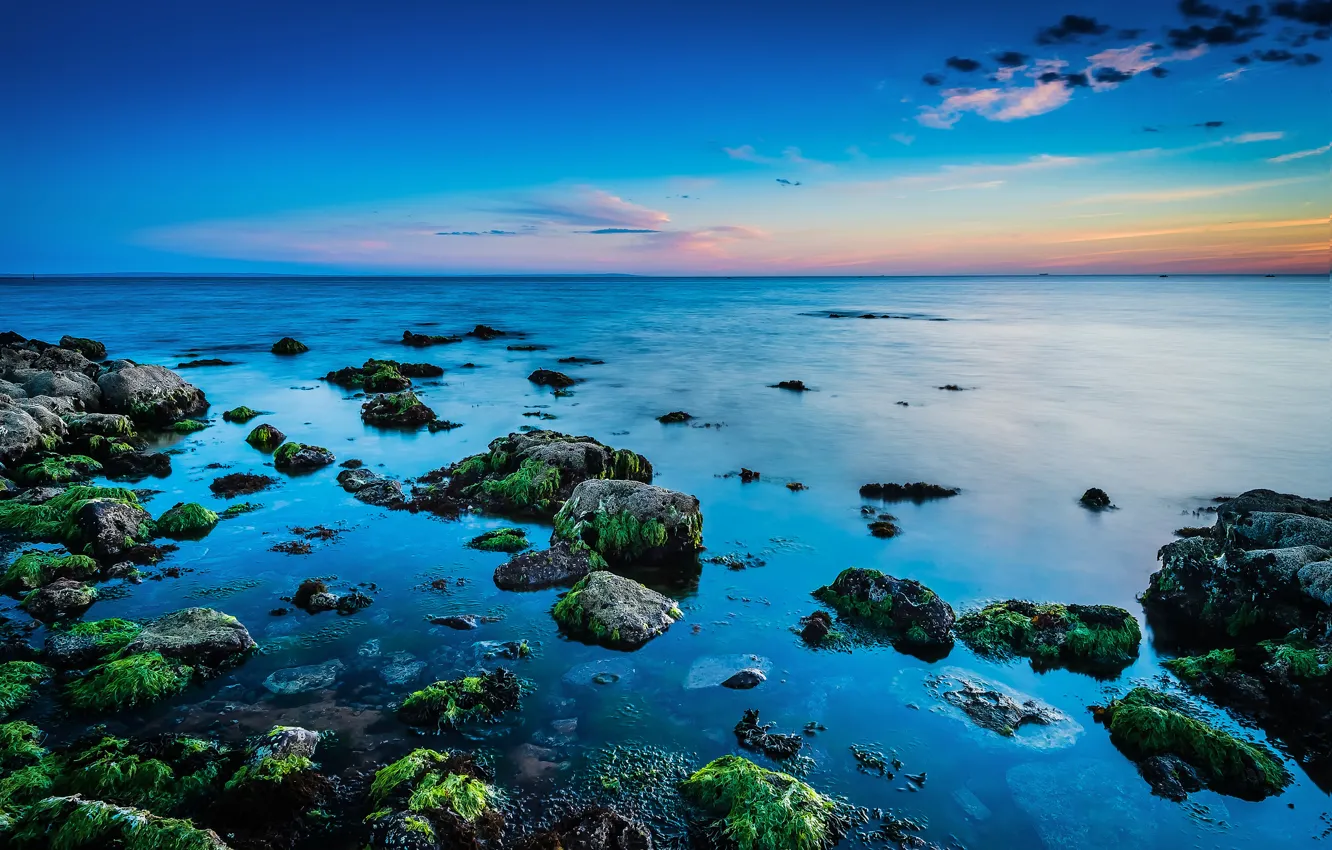 Фото обои море, водоросли, закат, камни, горизонт
