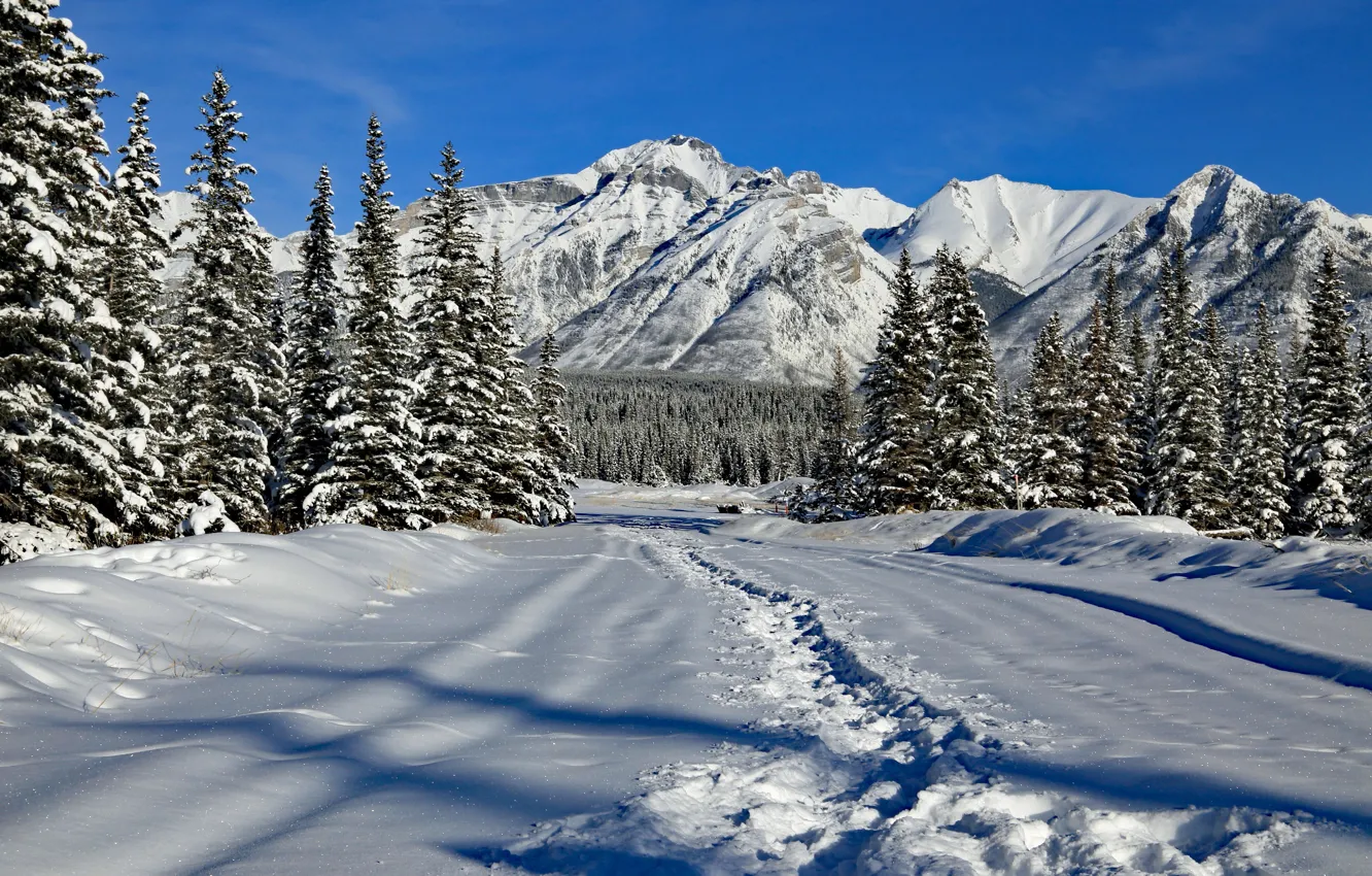 Фото обои зима, лес, снег, горы, ели, Канада, сугробы, Альберта