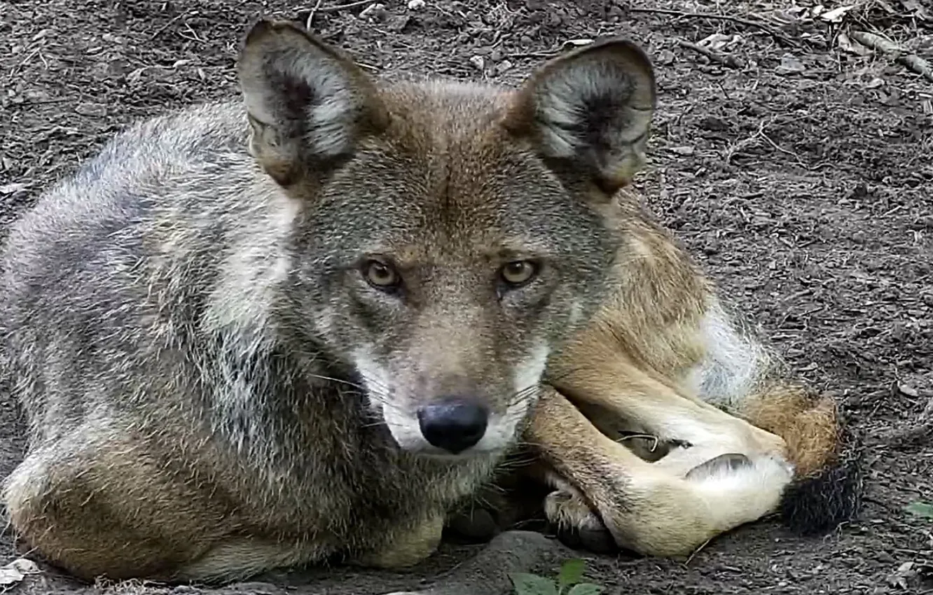 Фото обои nature, face, animal, wolf, wildlife, head, fur, mammal