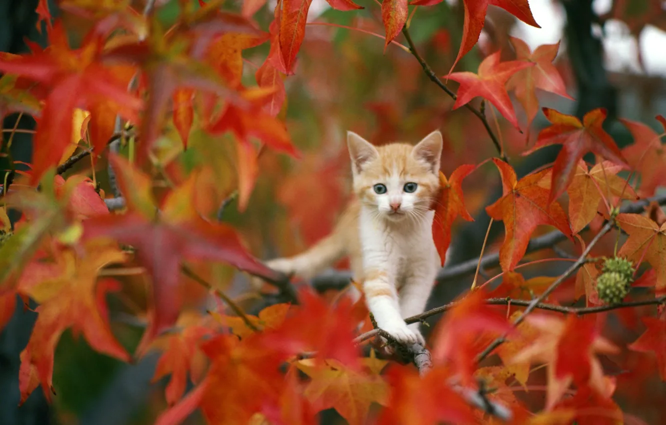 Фото обои осень, листья, котёнок