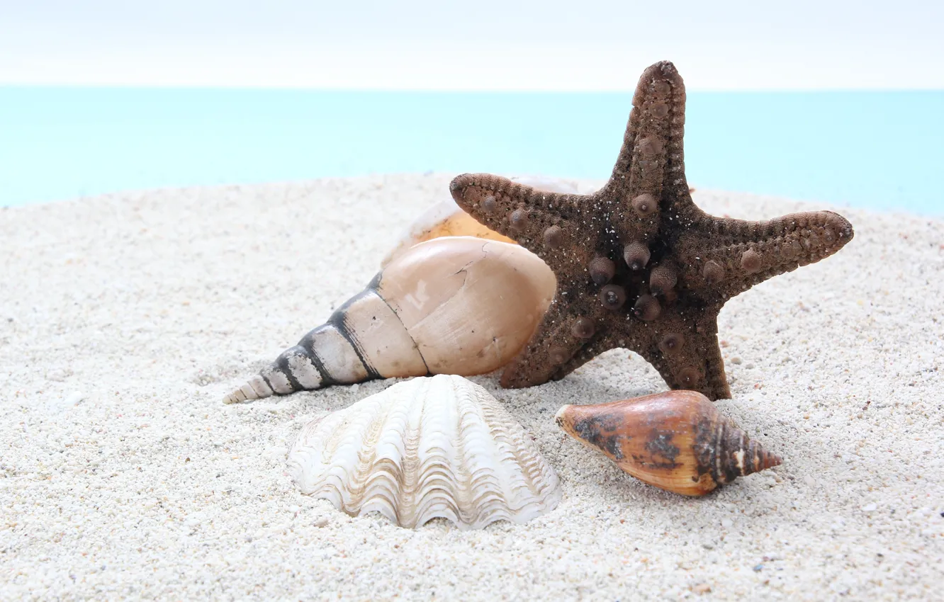Фото обои песок, море, пляж, Природа, ракушки, морская звезда