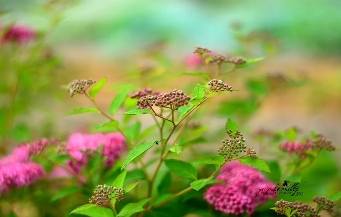 Фото обои цветы, природа, зеленый, розовый, куст