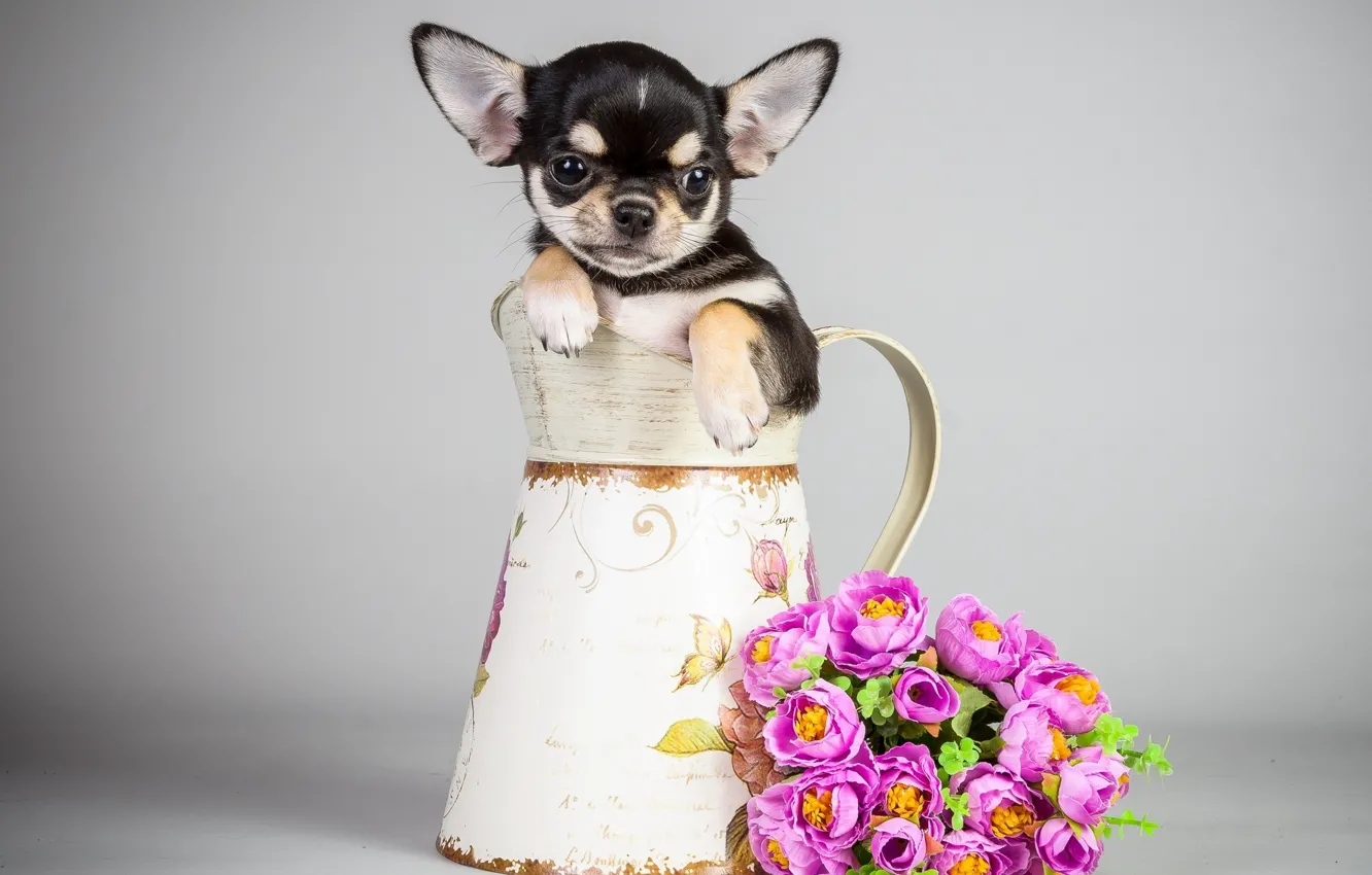 Фото обои цветы, собака, букет, щенок, кувшин, puppy, flowers, bouquet