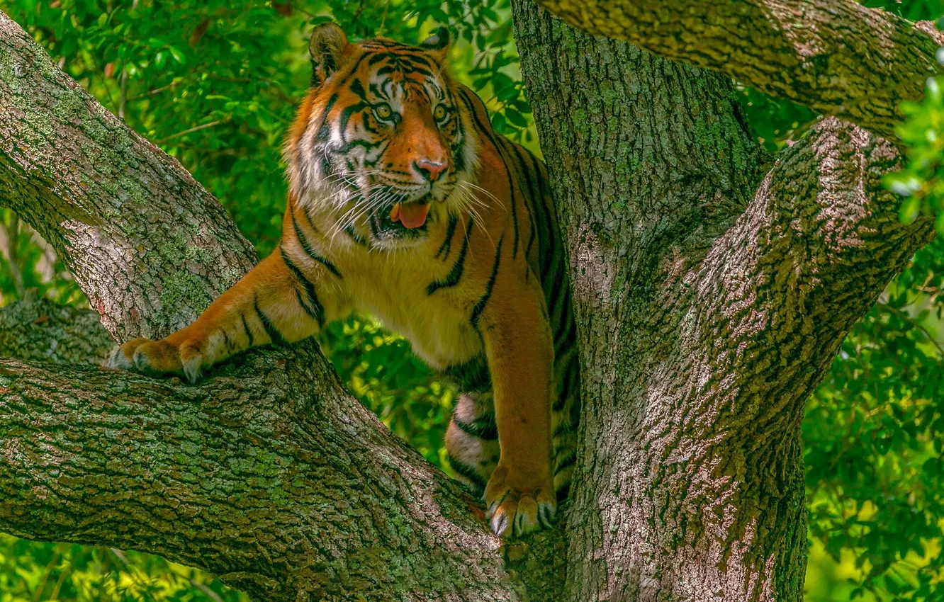 Фото обои кошка, тигр, дерево, хищник
