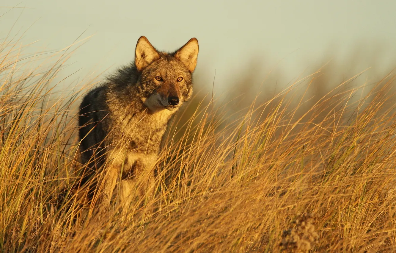 Фото обои природа, фон, Eastern Coyote