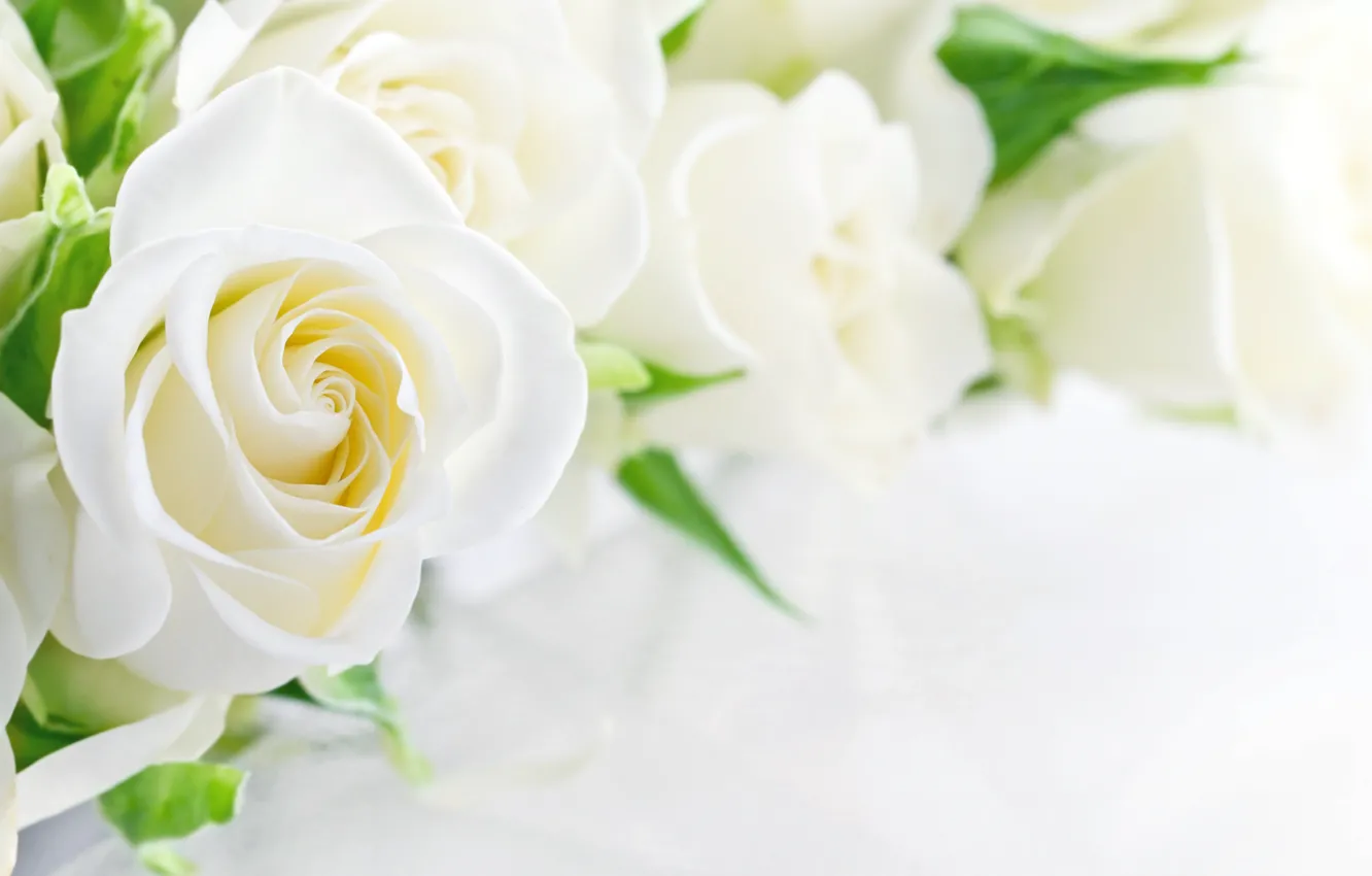 Фото обои цветы, бутон, белые розы