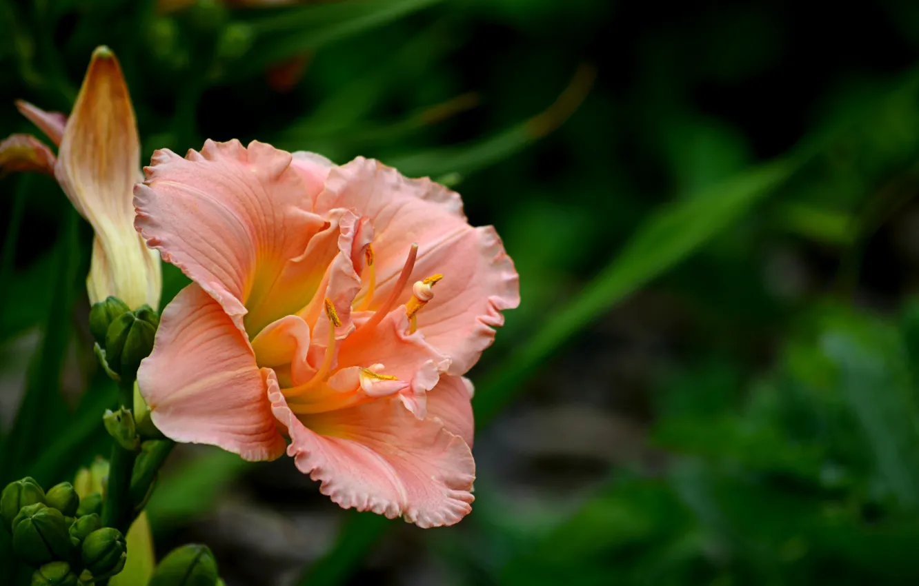 Фото обои Цветок, Flower, Боке, Bokeh