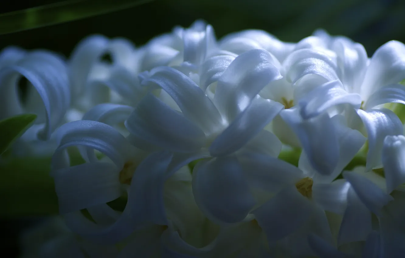 Фото обои цветы, весна, лепестки, цветение, гиацинты