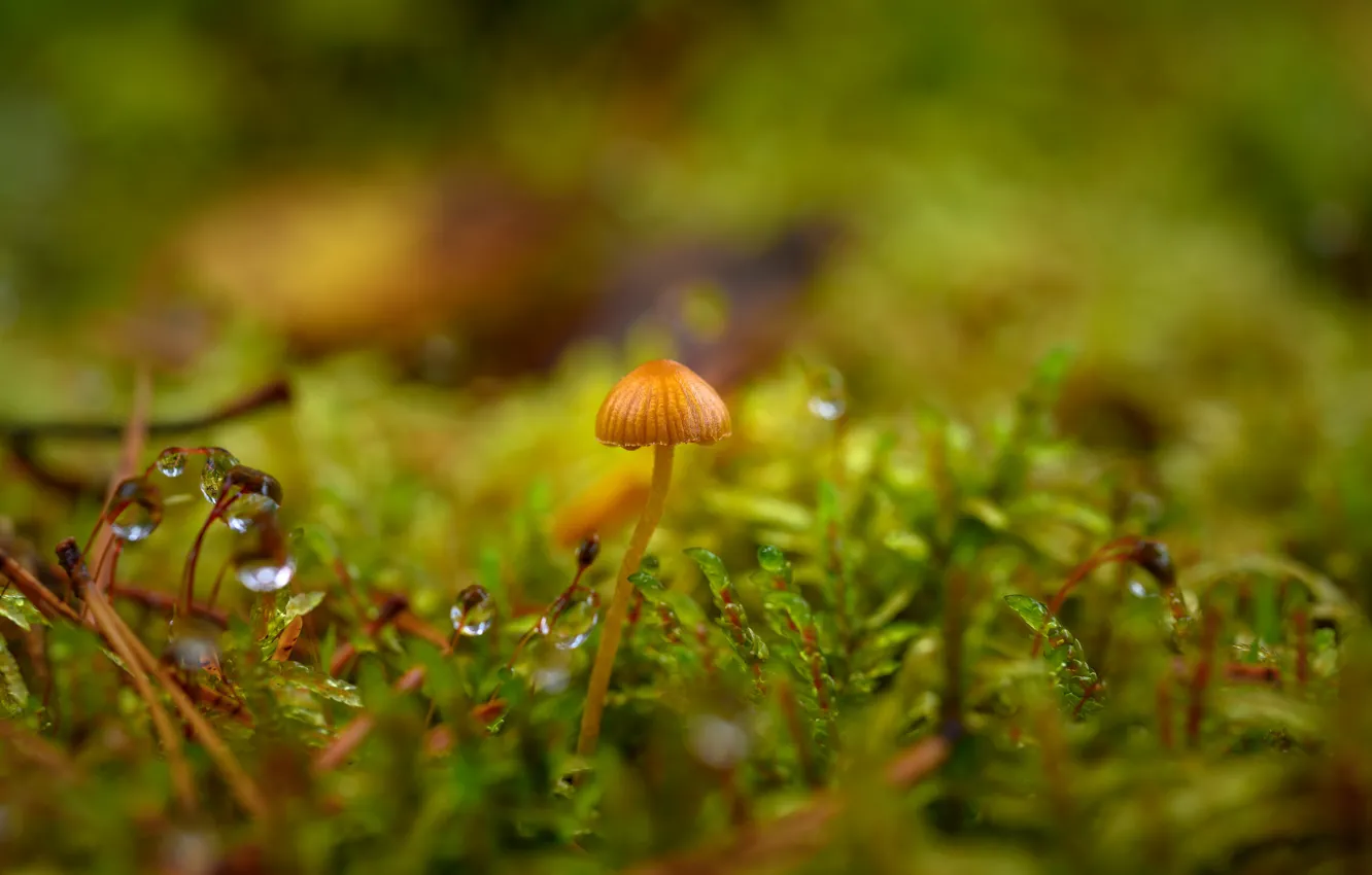 Фото обои капли, гриб, мох, боке