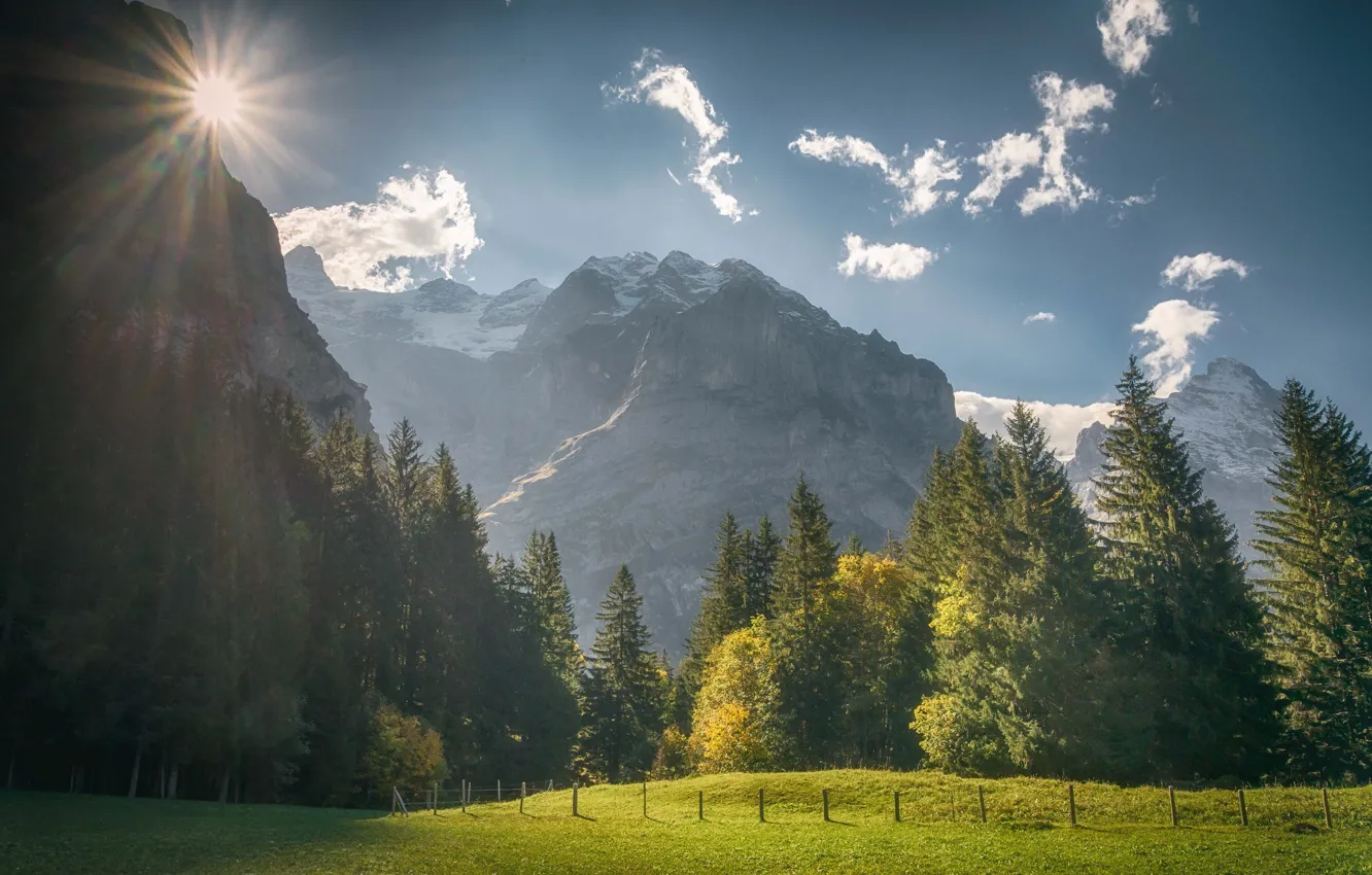 Фото обои лес, деревья, горы, Швейцария, луг, Switzerland, Grindelwald, Bernese Alps