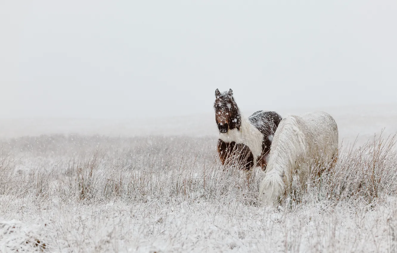 Фото обои зима, поле, снег, природа, конь, лошадь, две, кони