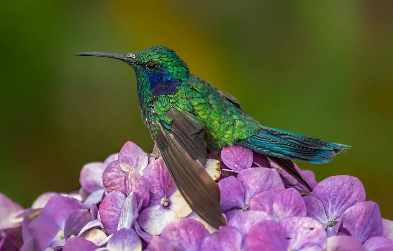Фото обои цветок, птица, клюв, крошечный колибри