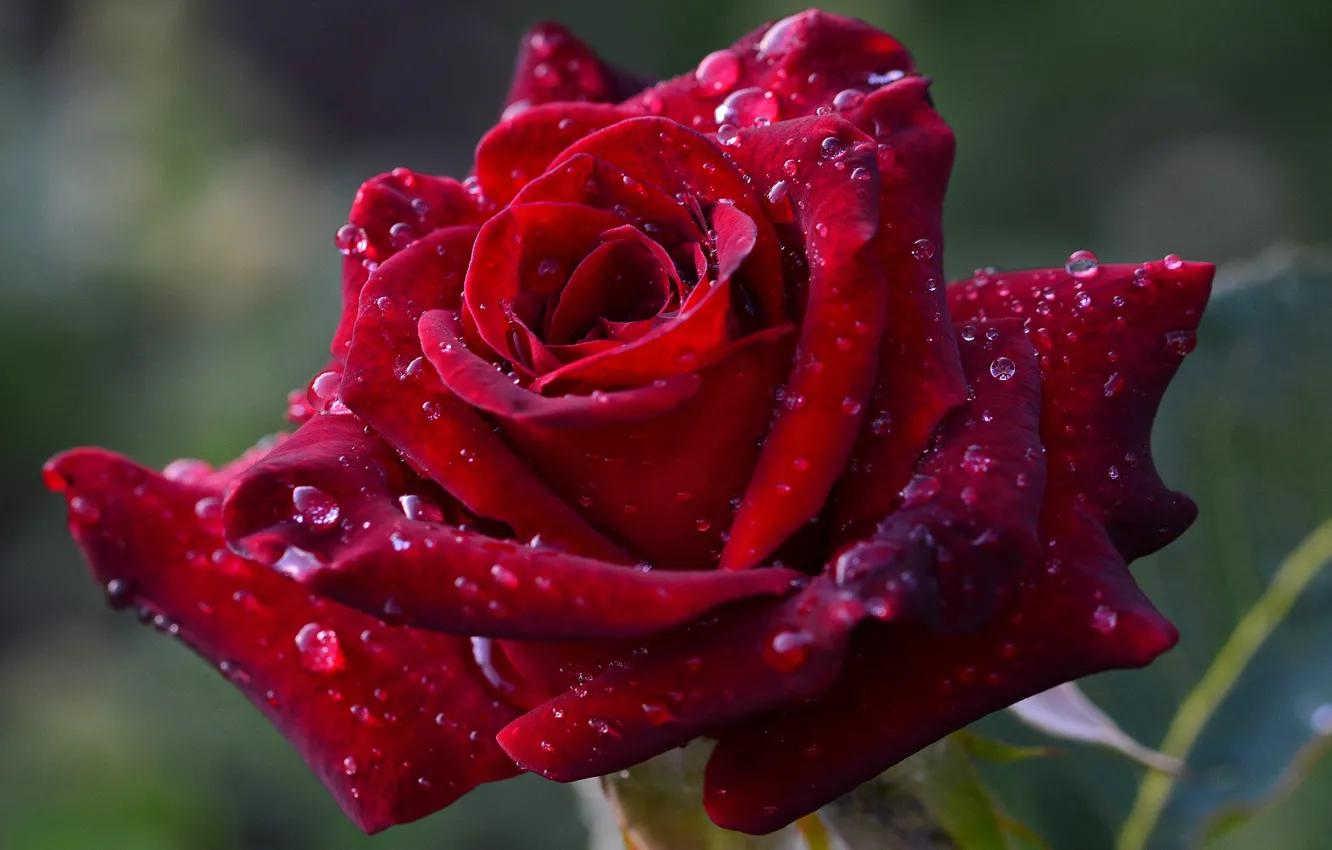 Фото обои цветок, капли, макро, темный фон, роза, лепестки, бутон, красная