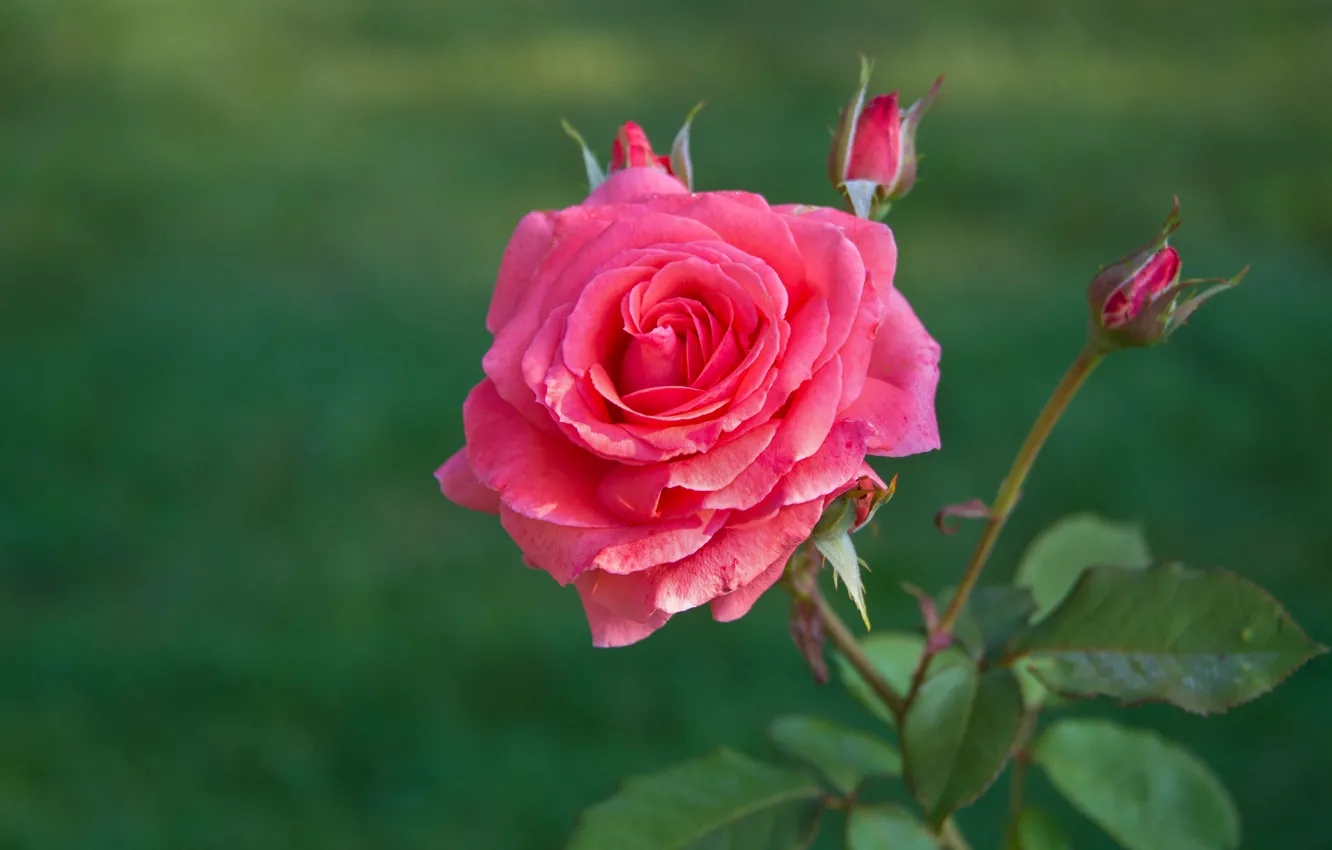 Фото обои цветок, листья, розовая, роза, бутоны, зеленый фон, яркая