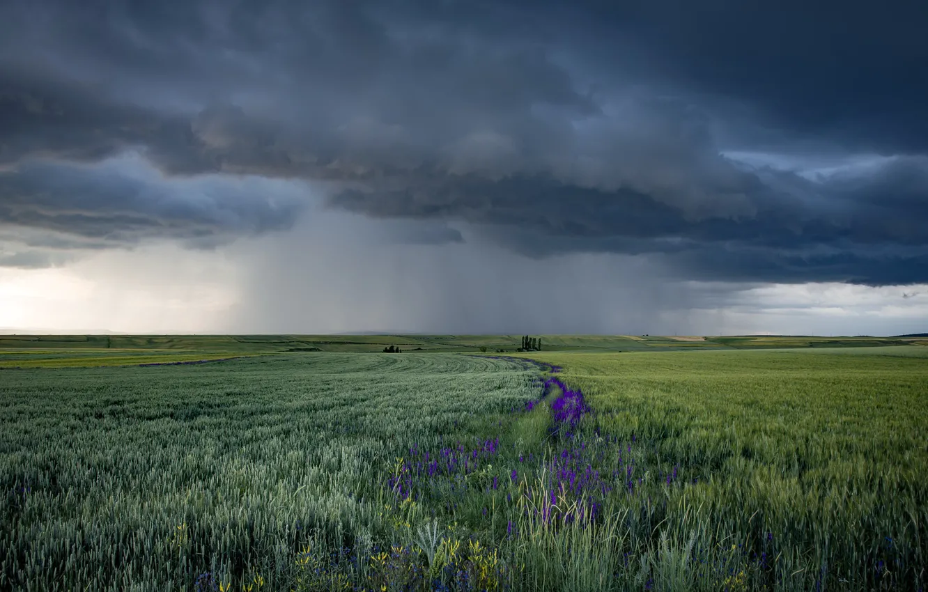 Фото обои поле, природа, Summer rains